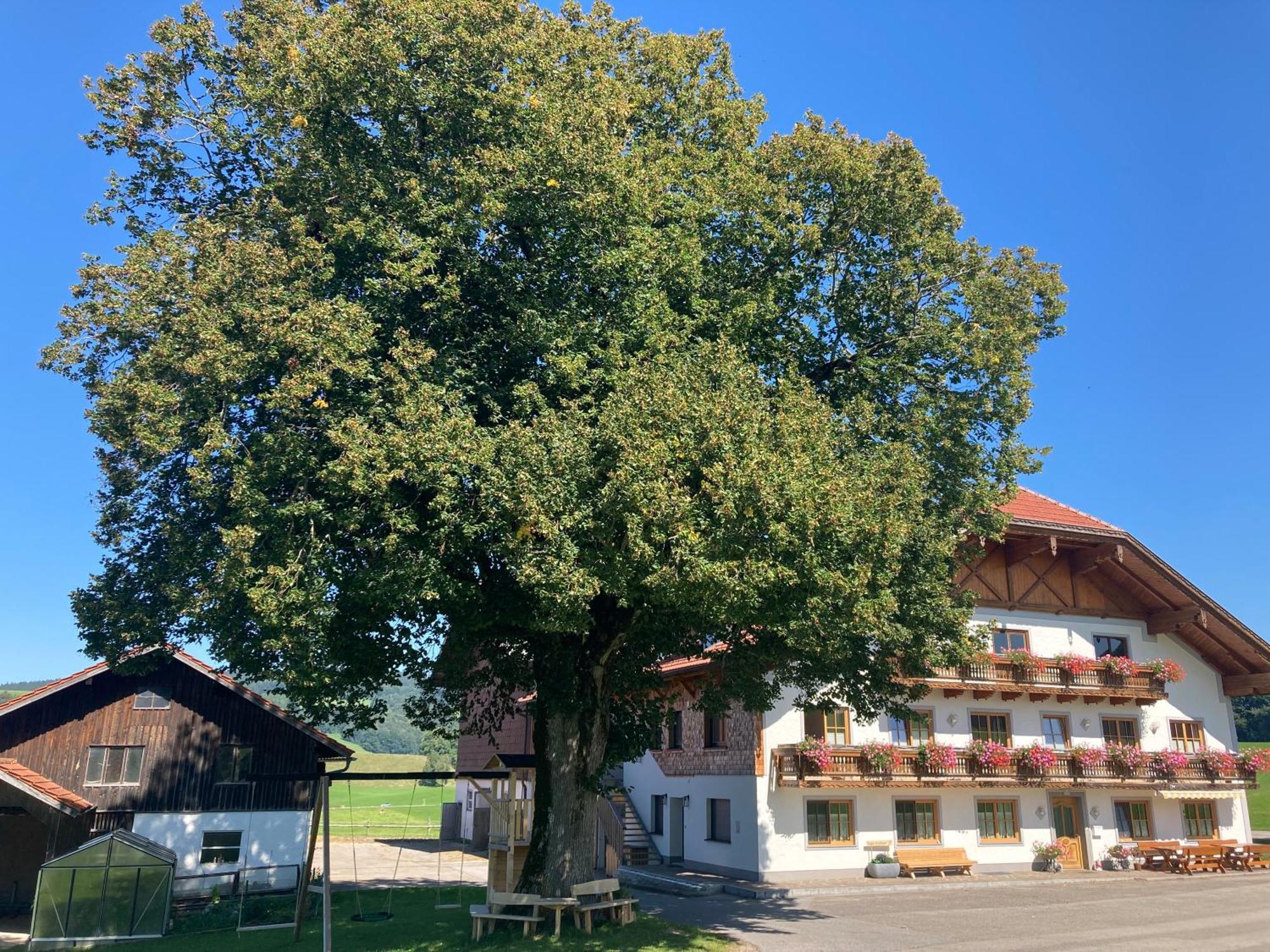 Biohof-Feichtinger Apartment Zell am Moos Exterior photo